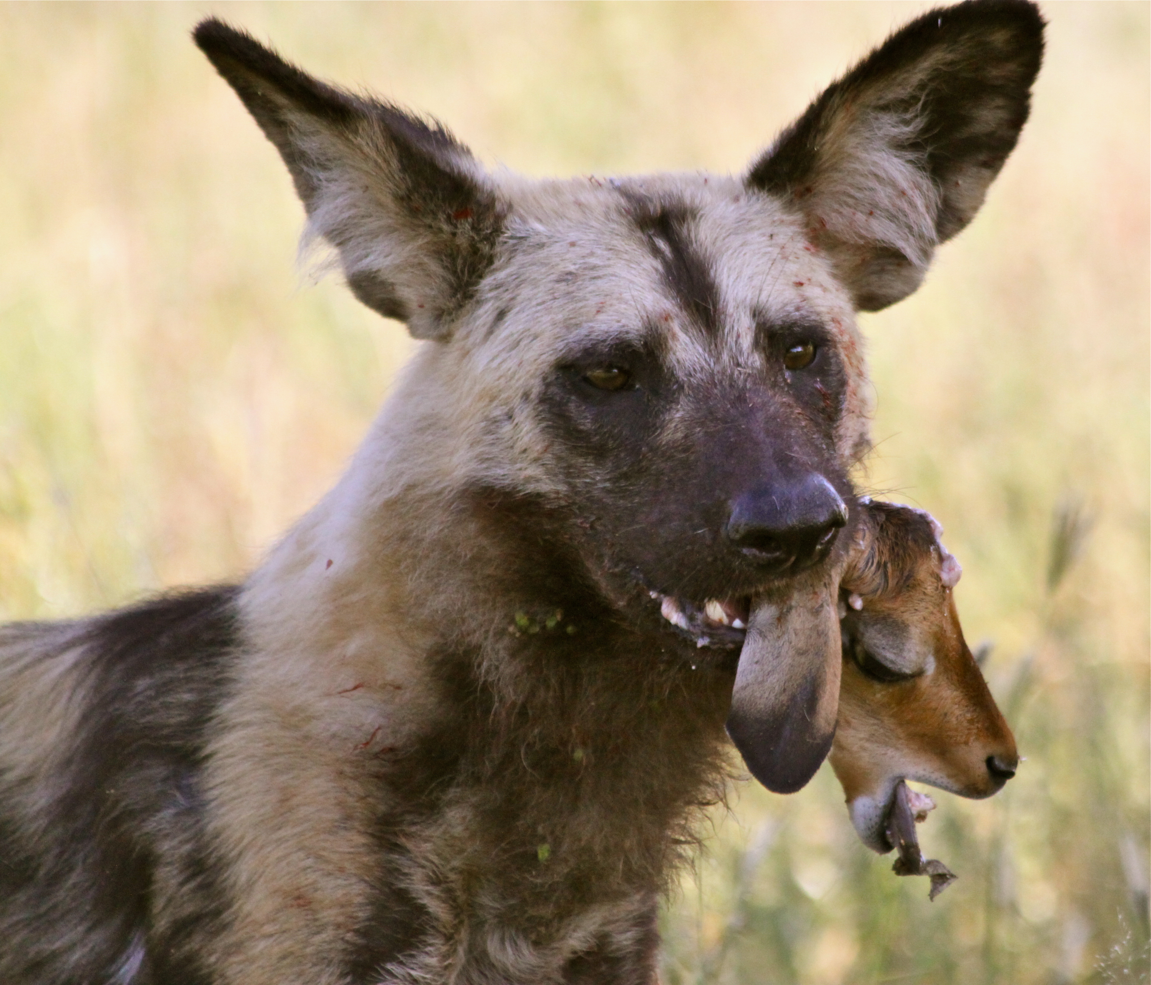 TRACKING AFRICAN WILD DOGS